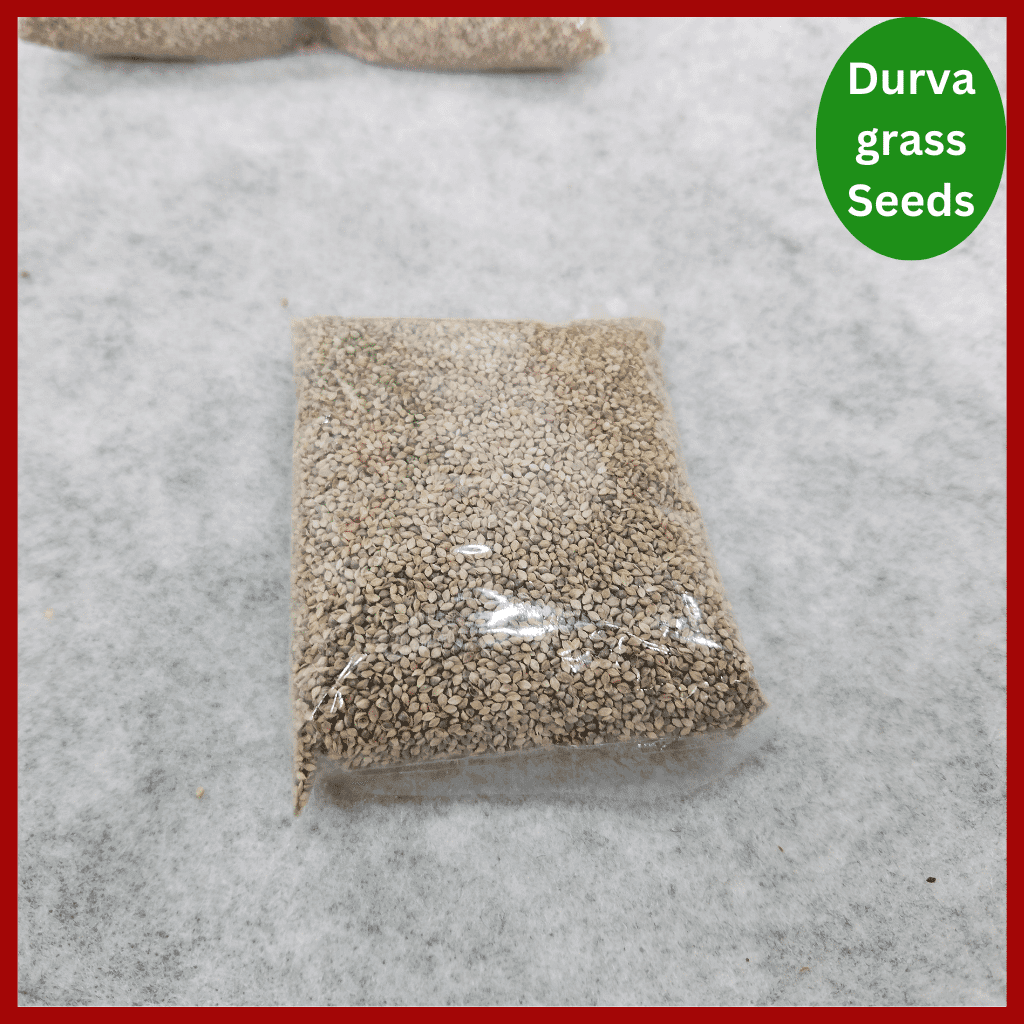 Durva grass Seeds – হাইব্রিড দূর্বা বা শ্যামা ঘাসের বীজ 4