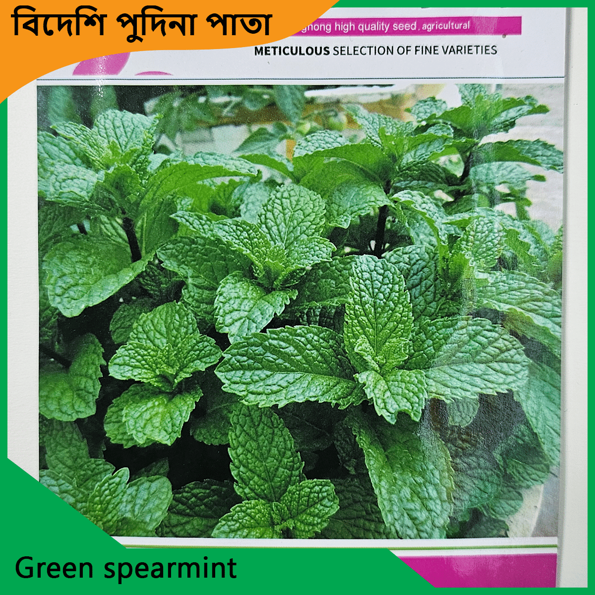 Green spearmint seeds - পুদিনা পাতার বীজ