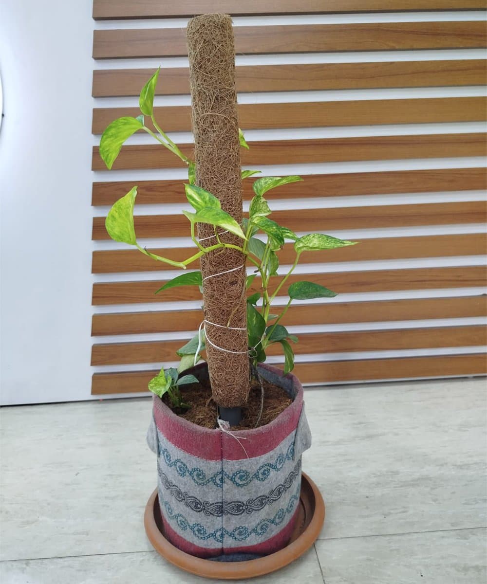 Coco Pole - কোকো পোল 2