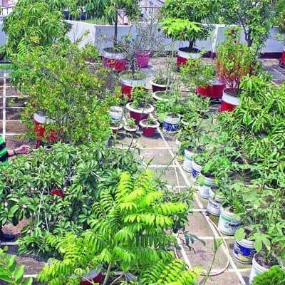 Rooftop Garden Idea - ছাদবাগান তৈরীর কিছু অসাধারণ টিপস!