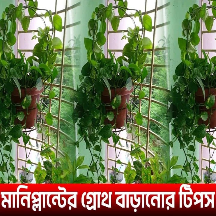 Moneyplant Growth Tips - মানিপ্লান্টের গ্রোথ বাড়ানোর টিপস।