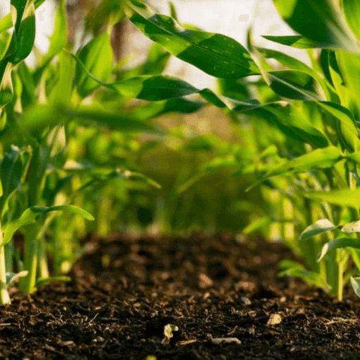 Urgent agricultural message - জরুরি কৃষিবার্তা।