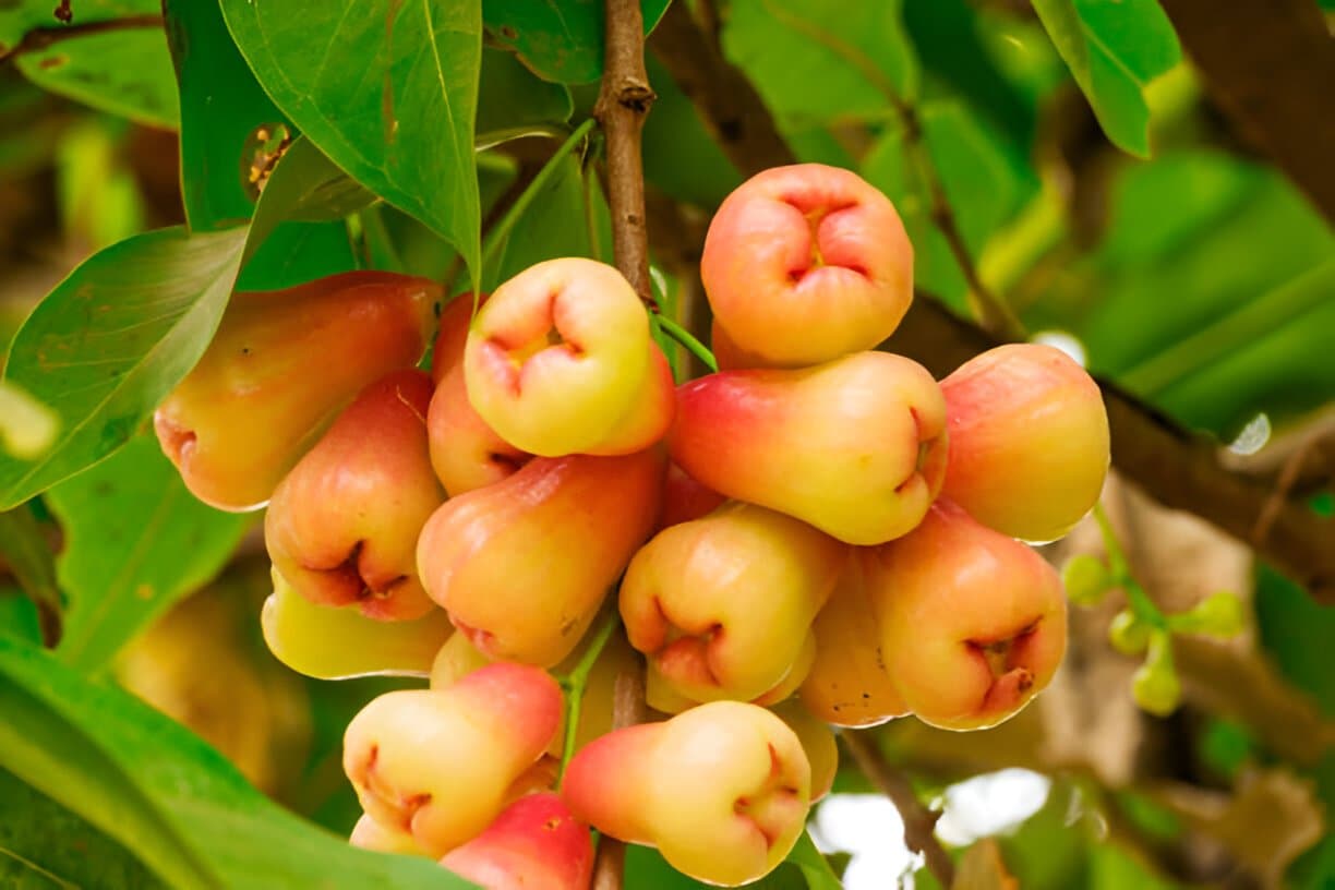 Jamrul cultivation on the roof - ছাদে জামরুল চাষ।