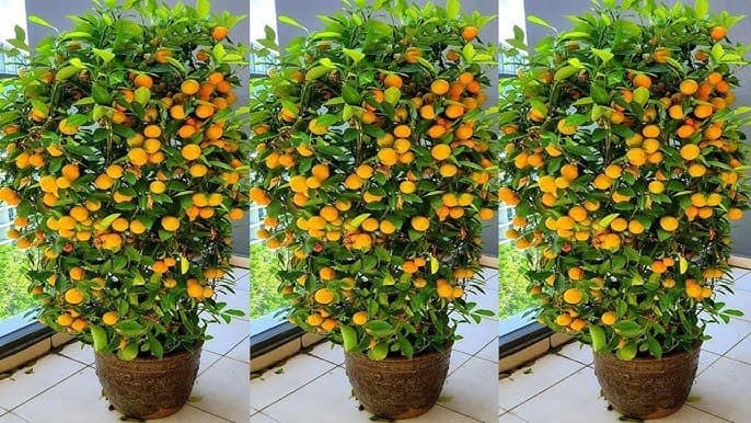 Cultivation orange and malta roof - ছাদে কমলা ও মাল্টার চাষ।