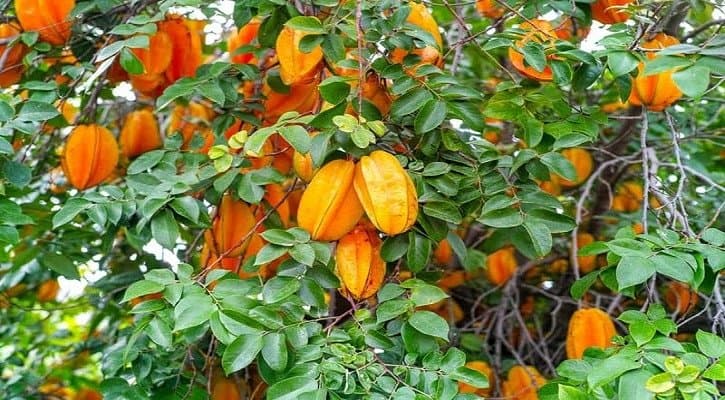Cultivation of kamaranga on the roof - ছাদে কামরাঙার চাষ।