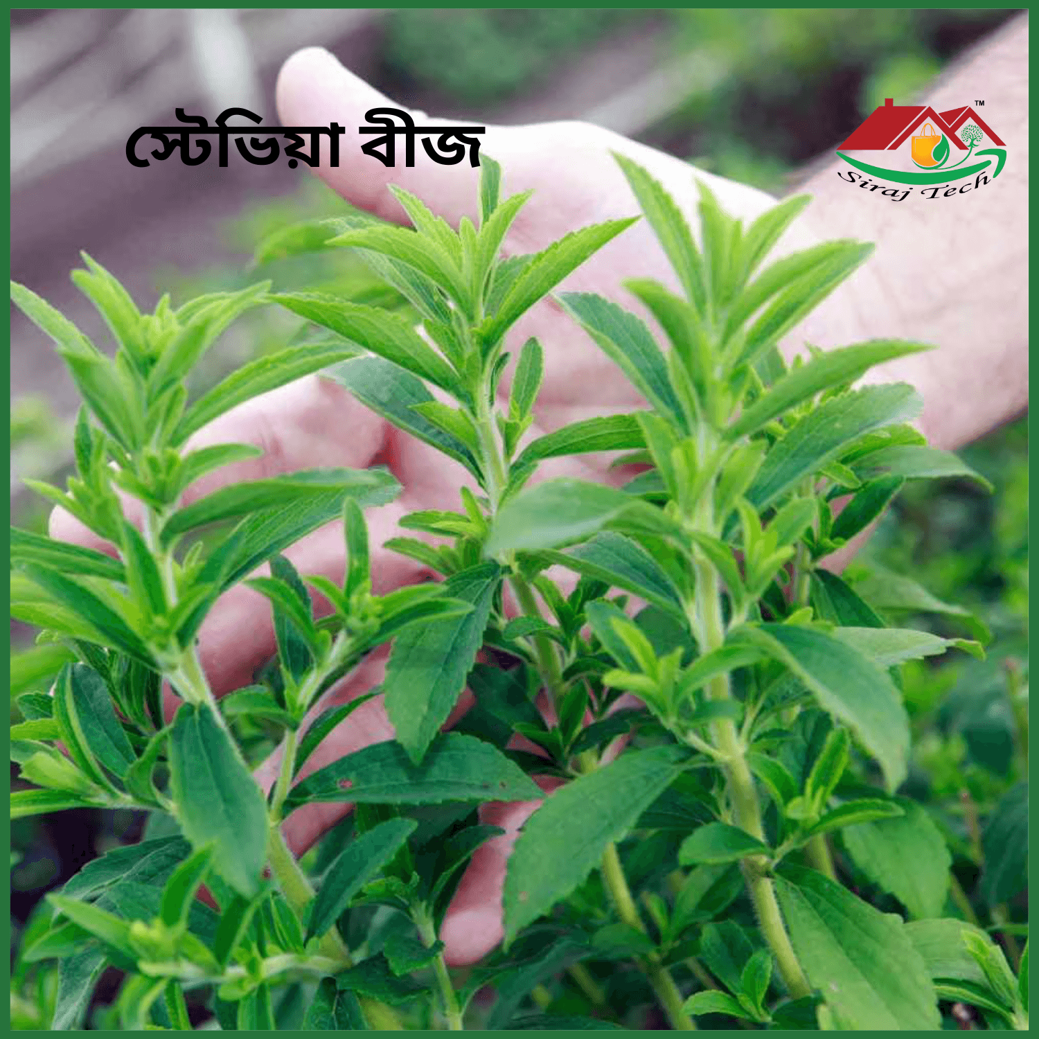 Stevia Seeds Price in Bangladesh | স্টেভিয়া বীজ চাষ ও উপকারিতা