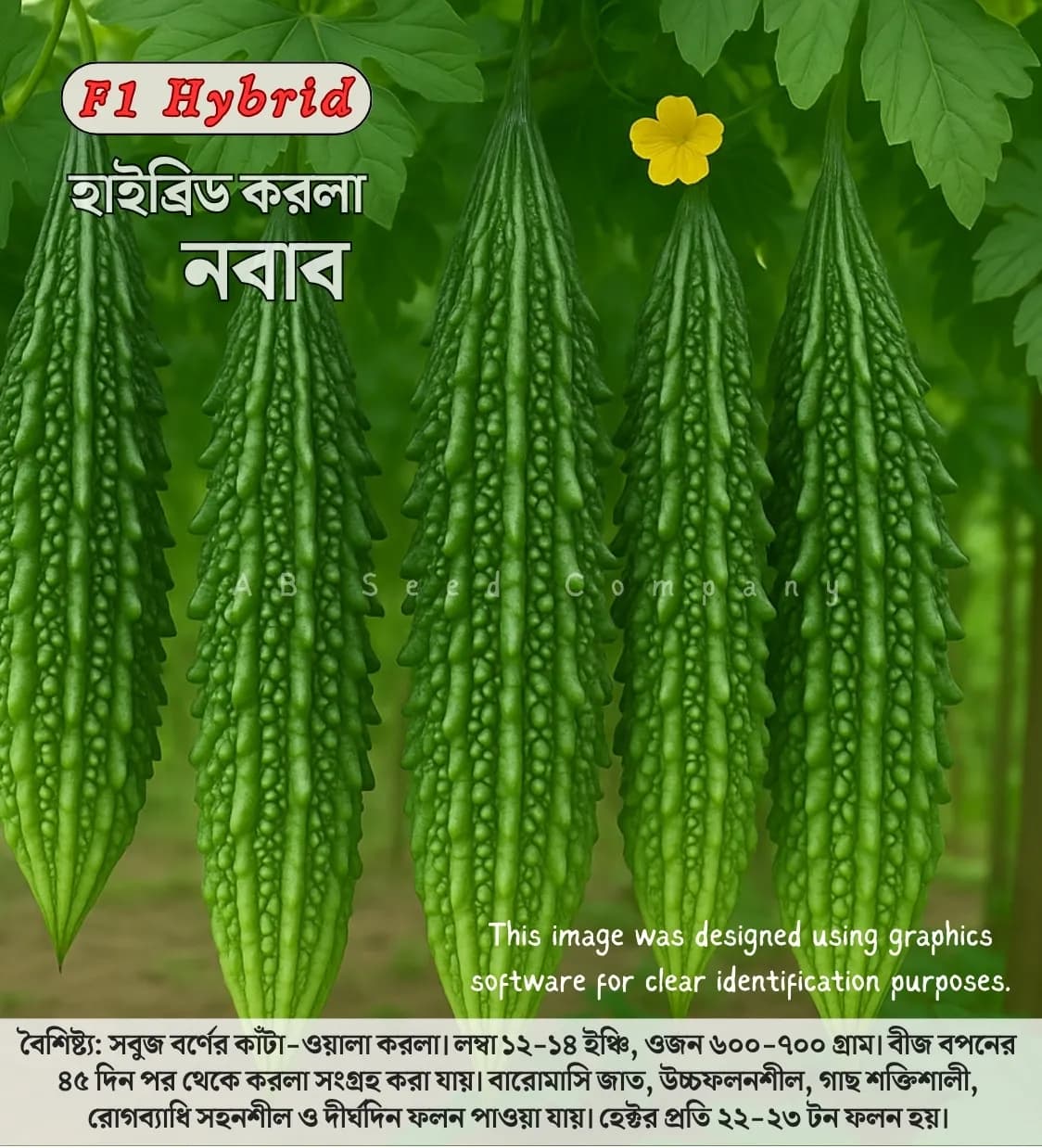 Hybrid Karla seeds Nawab- হাইব্রিড করলা, নবাব