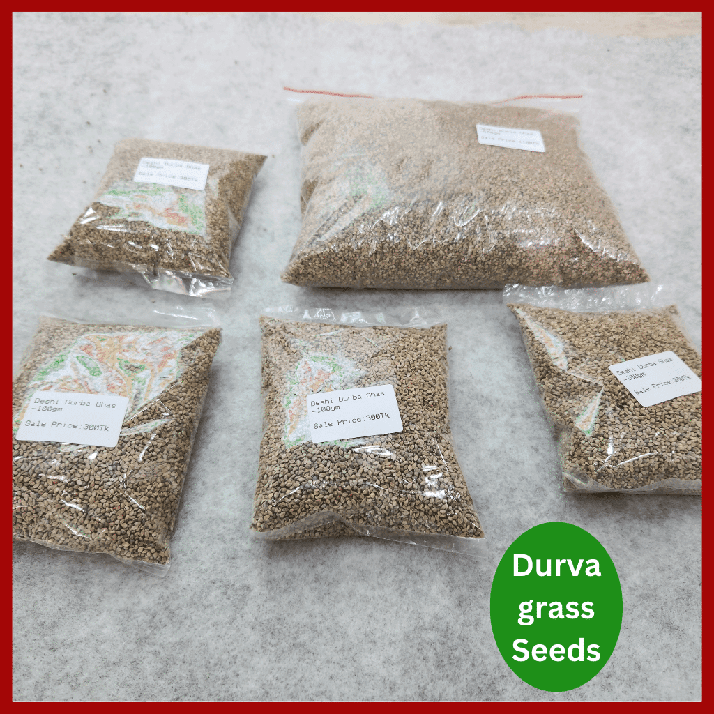 Durva grass Seeds – হাইব্রিড দূর্বা বা শ্যামা ঘাসের বীজ