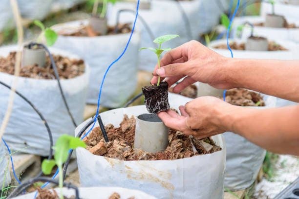 Geotextile Pot in Sapling Production