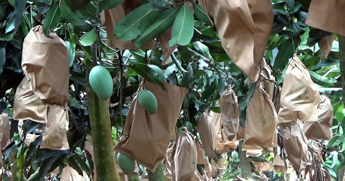 Fruit Bagging - ফল উৎপাদনে সম্ভাবনার দুয়ার