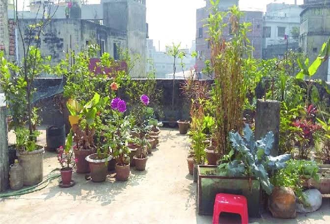 Rooftop Gardening - ঘরের ছাদেই প্রয়োজনীয় শাকসবজি উৎপাদন