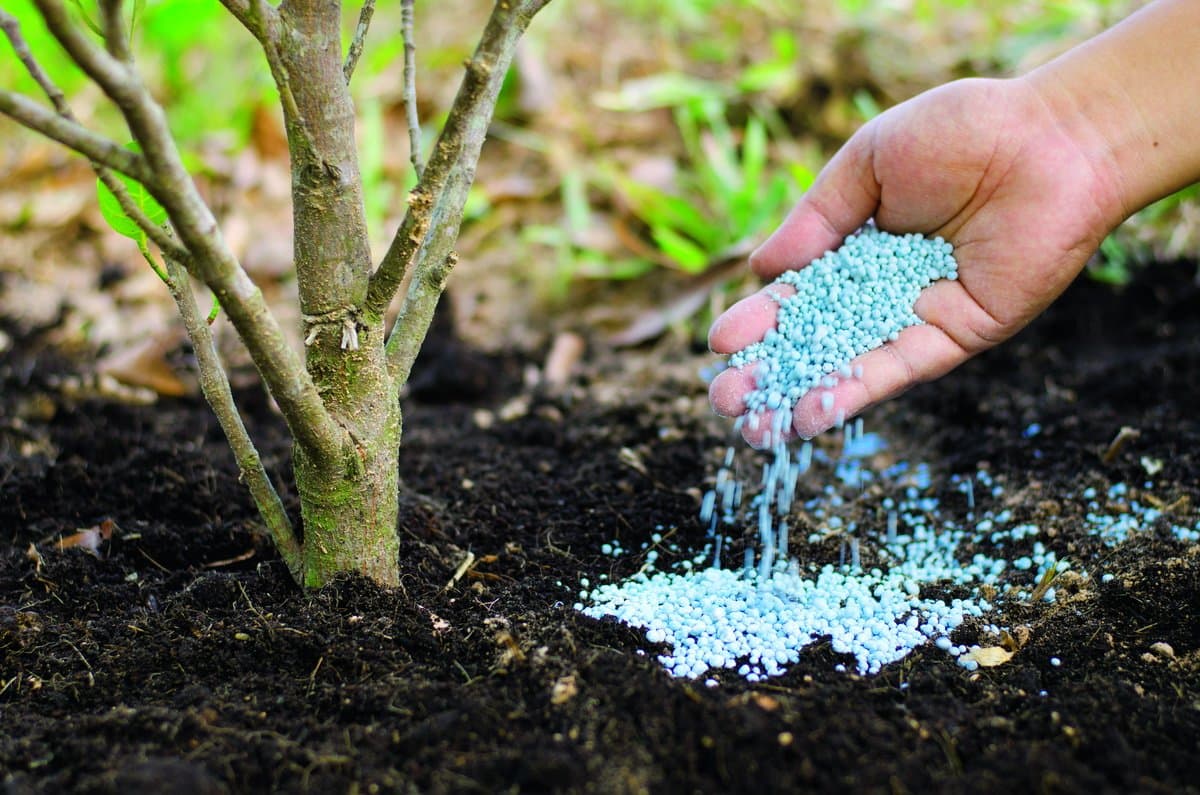 Fertilizer introduction and management - সার পরিচিতি এবং ব্যবস্থাপনা