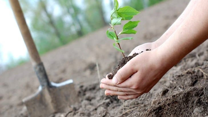 10 Important Benefits of Planting Trees: Helping Improve Your Environment and Health -গাছ লাগানোর ১০টি গুরুত্বপূর্ণ উপকারিতা: আপনার পরিবেশ ও স্বাস্থ্য উন্নয়নে সহায়তা