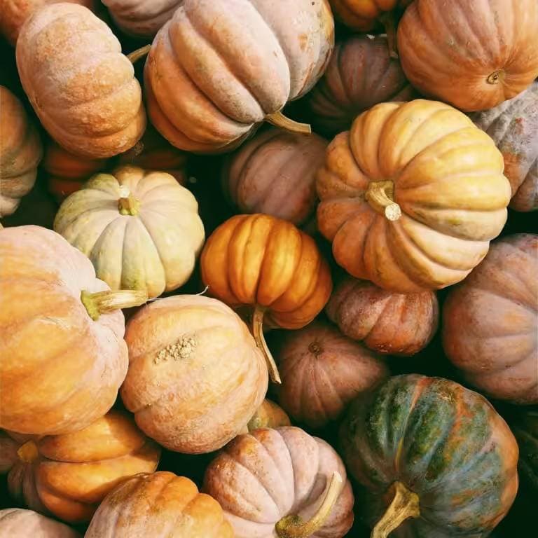 Hybrid Sweet Pumpkin- হাইব্রিড মিষ্টি কুমড়া চাষাবাদের সঠিক পদ্ধতি