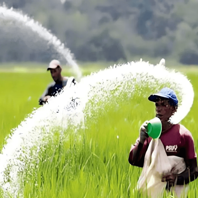 Rice Cultivation by Urea Spray: Realities and Pitfalls. - ইউরিয়া স্প্রে করে ধান চাষ: বাস্তবতা ও প্রতিকূলতা।