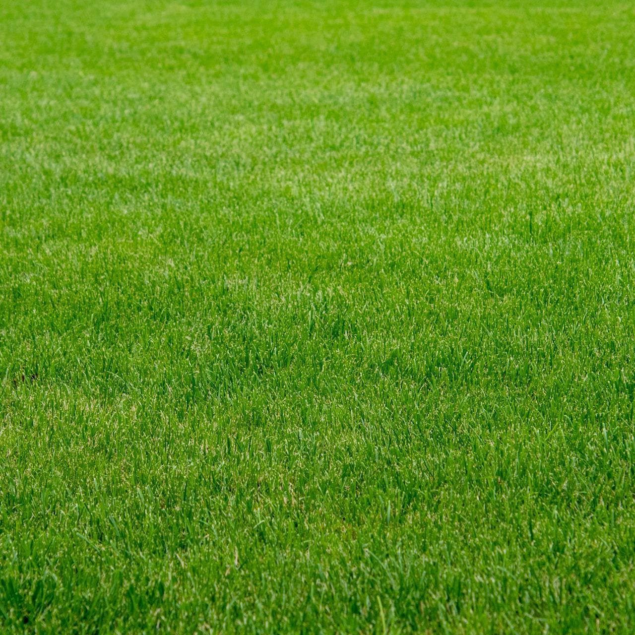 Lawn Grass Seed | Natural Carpet Lawn Grass Seed | অর্গানিক কার্পেট ঘাস