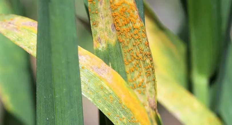 Crop Disease Treatment - ফসলের রোগ নির্ণয় ও প্রাকৃতিক চিকিৎসা