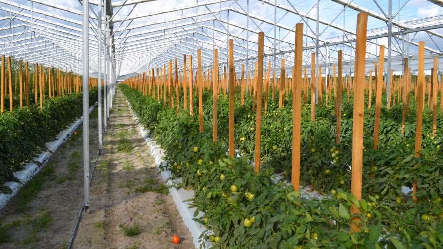 Greenhouse Farming Techniques- গ্রিনহাউজে চাষাবাদের কলাকৌশল