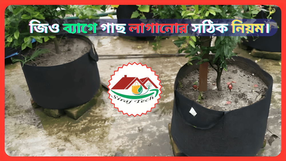 Trees in geo bags - জিও ব্যাগে গাছ লাগানোর সঠিক নিয়ম।