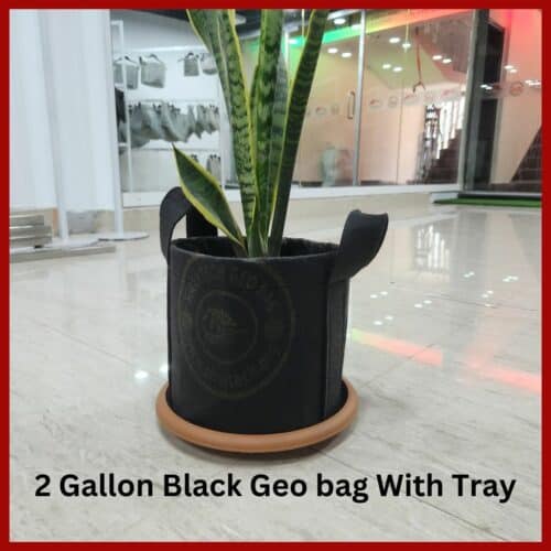 Geo Pot With Tray For Indoor plant