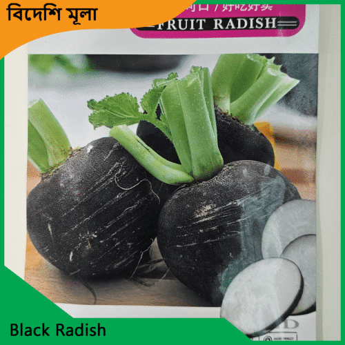 Black Radish