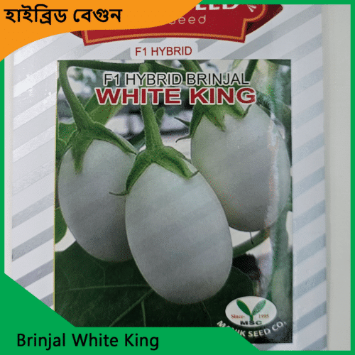 Brinjal-White-King