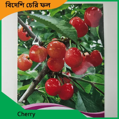 Cherry seeds Price