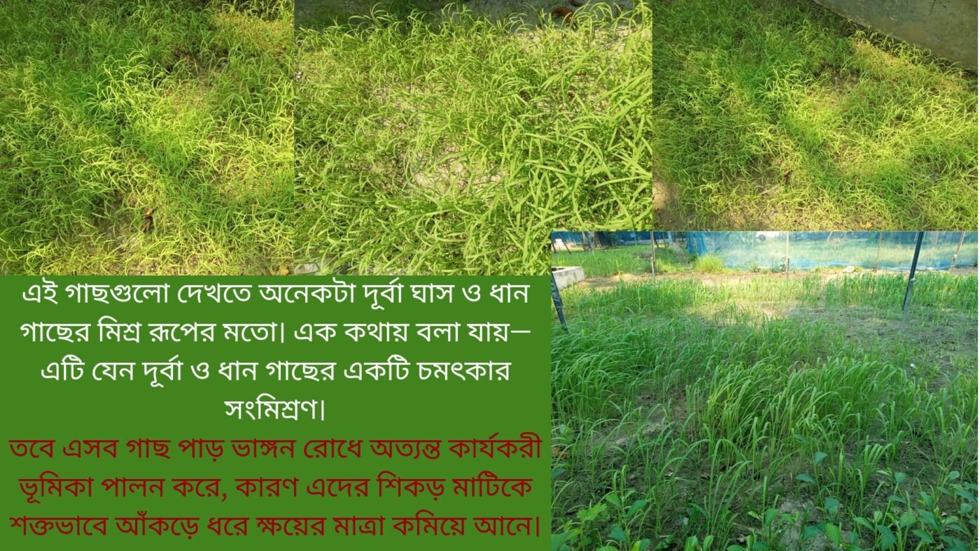 hybrid Durva grass Seeds