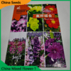 China Mixed Flower Seeds -1