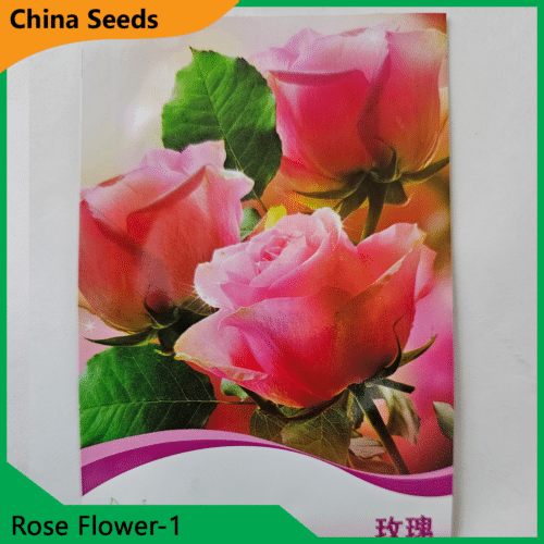 Rose Flower Seeds 1