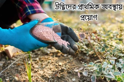 উদ্ভিদের প্রাথমিক অবস্থায় ডিএপি প্রয়োগ