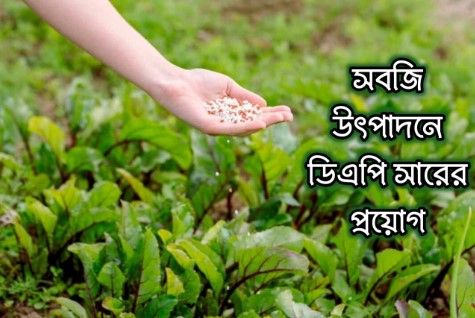 সবজি উৎপাদনে ডিএপি