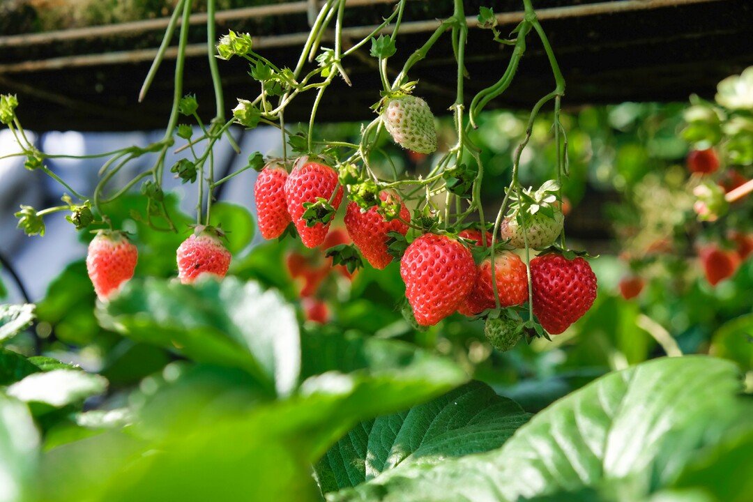 Strawberry Cultivation