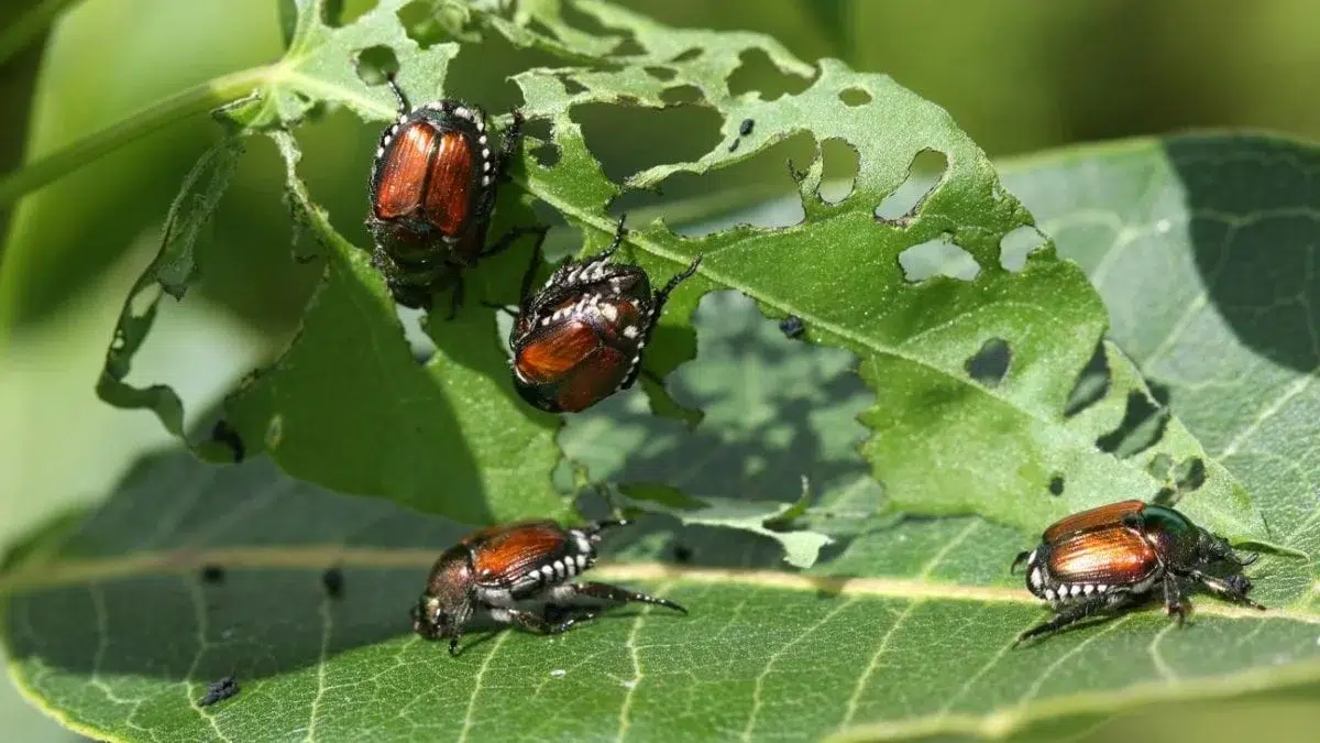 Plant Diseases