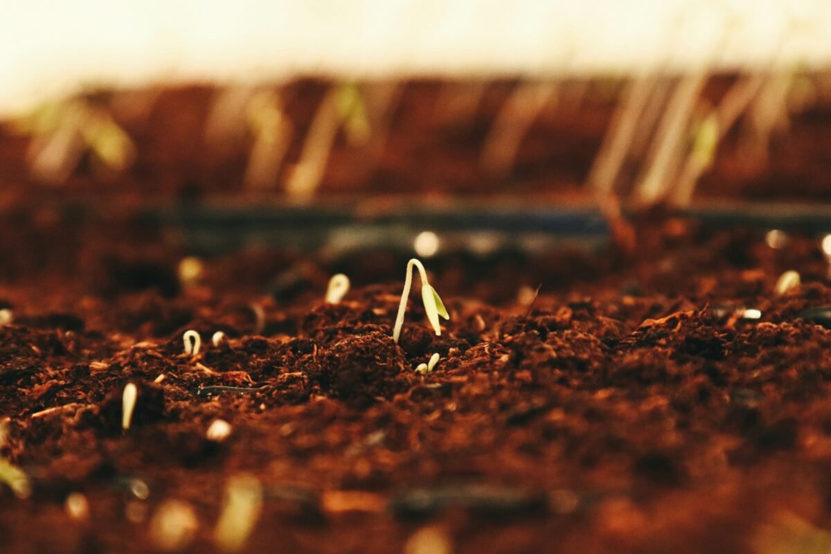 Beginner's Guide to Proper Seed Sowing