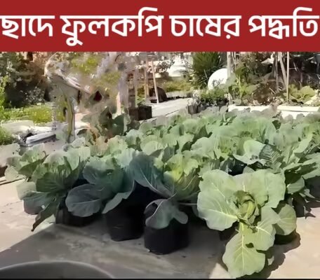 cauliflower on the roof