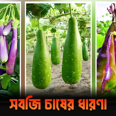 Vegetable farming concept