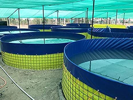 Biofloc Fish Farming