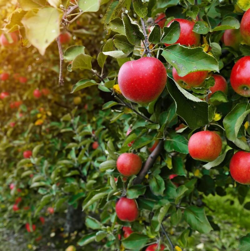 Fruit Farming