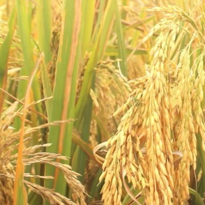 High-Yield Rice Cultivation