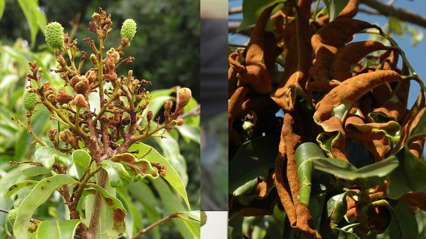 Lychee spider or mite