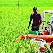 Modern Rice Cultivation