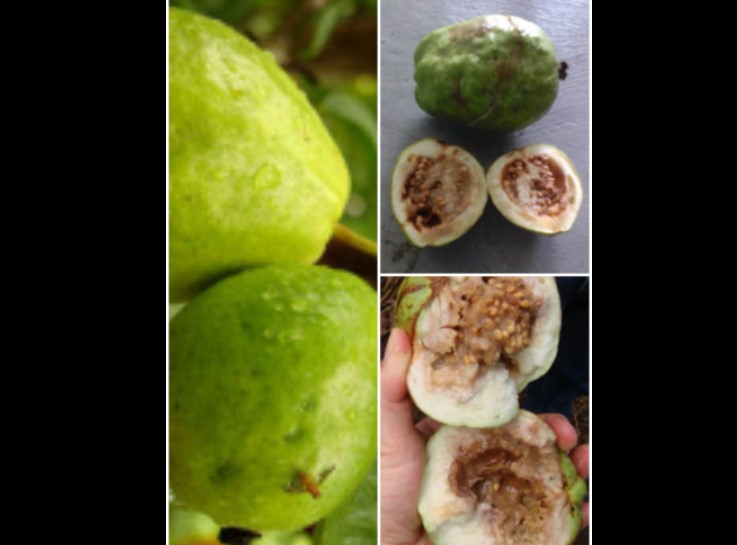 Guava fly insect - পেয়ারার মাছি পোকা