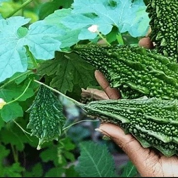 Vegetable Farming