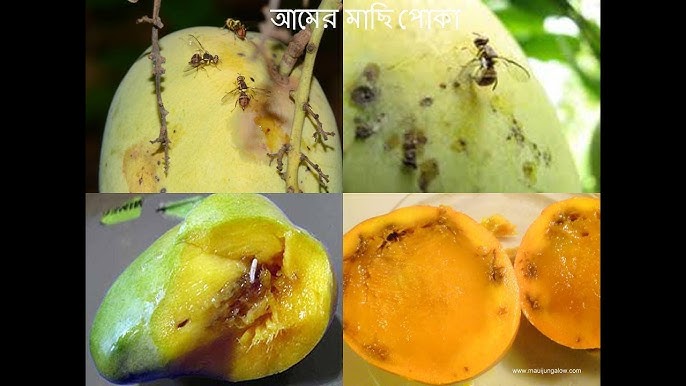 Mango fly insect