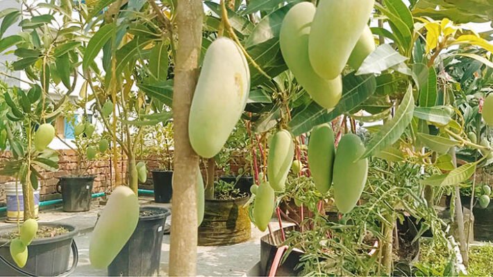 Mango cultivation in roof garden