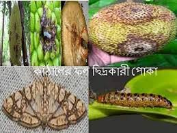 Jackfruit fruit borer