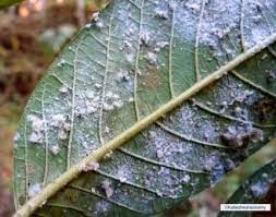 Guava white fly - পেয়ারার সাদা মাছি