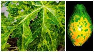 Papaya mosaic virus