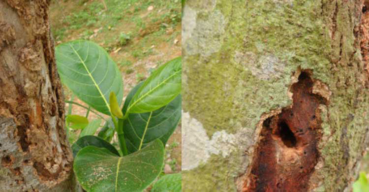 Jackfruit stem borer